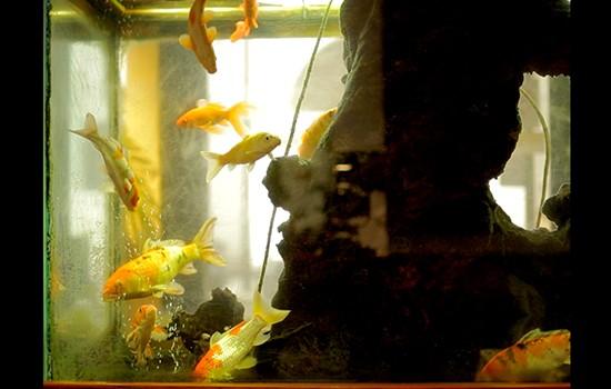 아쿠아리움과 국가