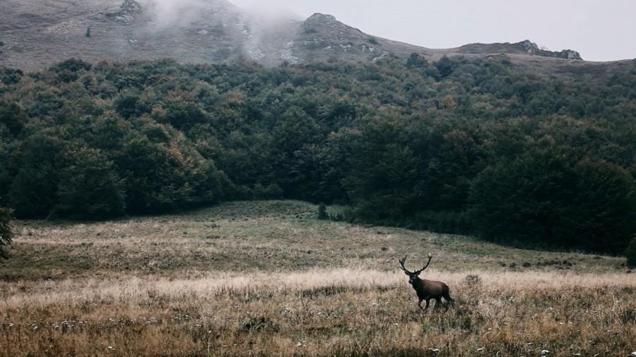 야생재건 프로젝트