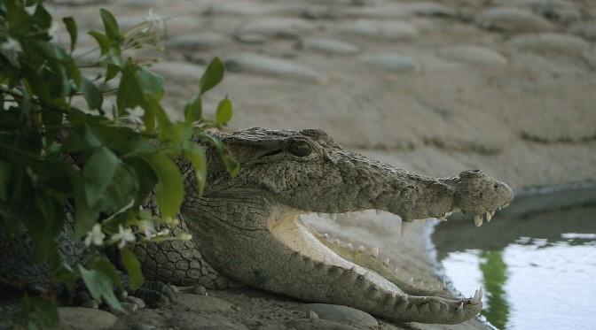 간도, 악어의 눈물