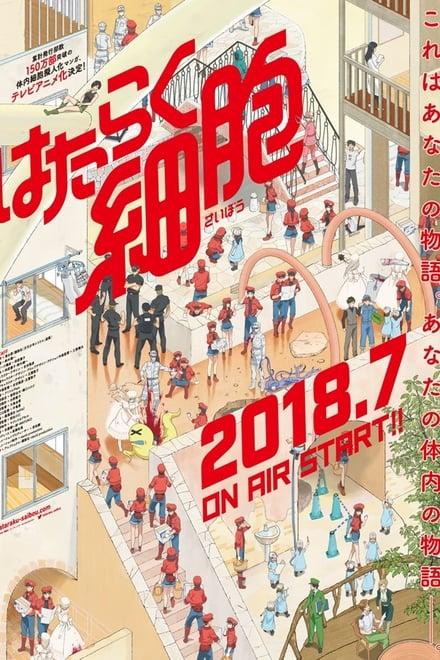 일하는 세포 OVA