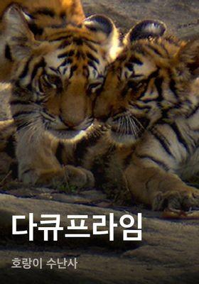 다큐프라임 - 호랑이 수난사
