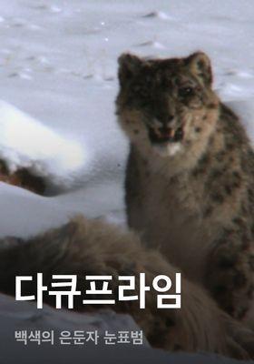 다큐프라임 - 백색의 은둔자 눈표범