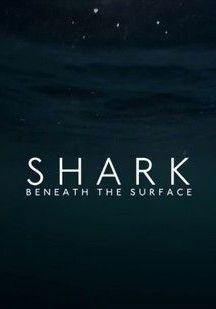 상어의 은밀한 사생활