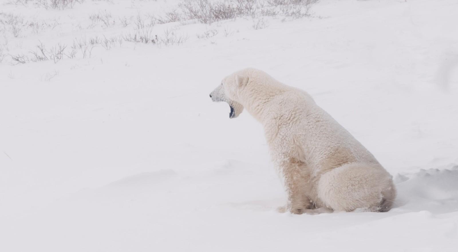 사라지는 곰들의 땅