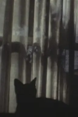 CAT ＆ CURTAIN