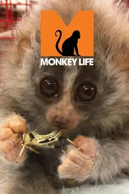 Monkey Life Season 9