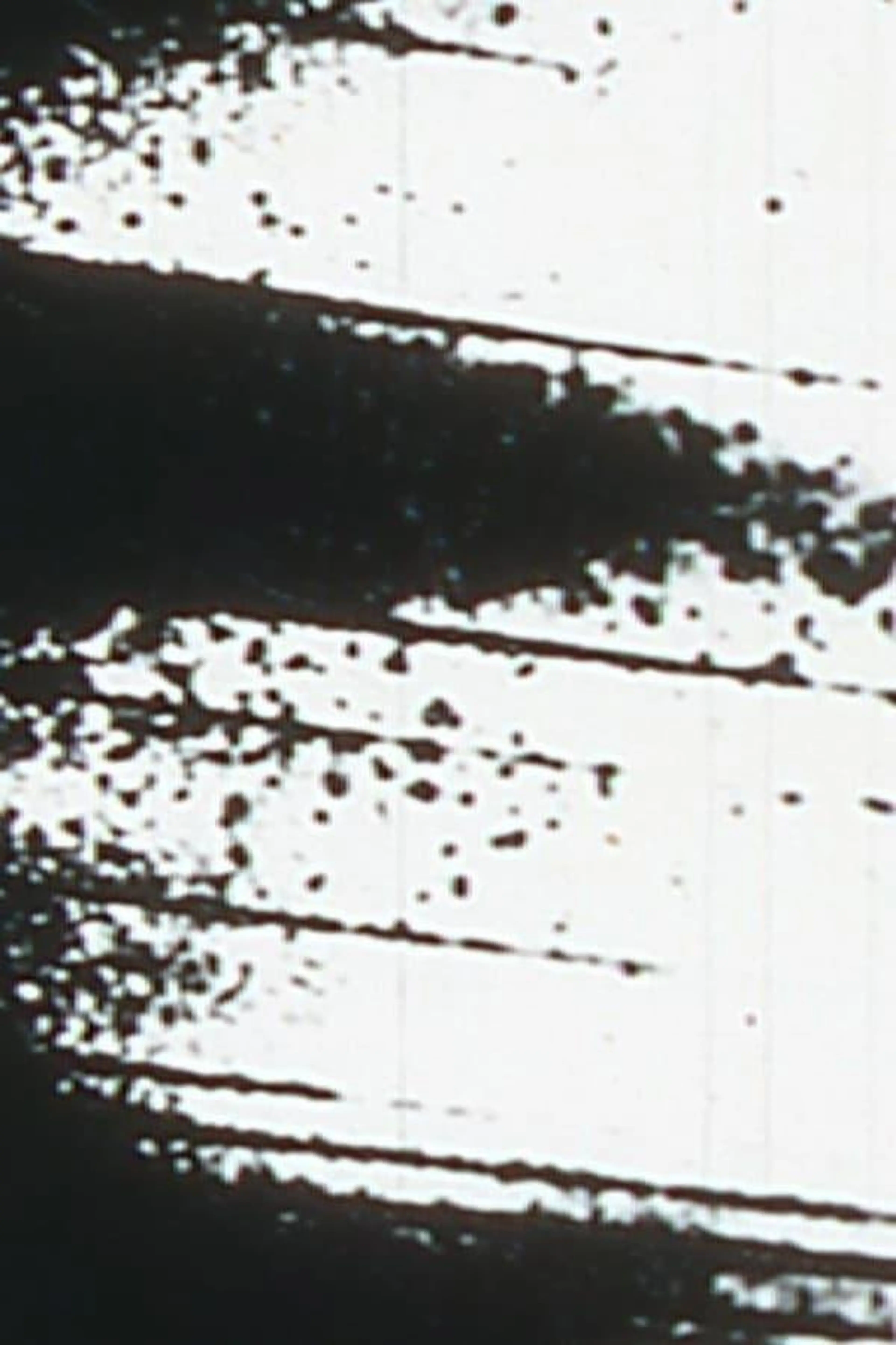 Starlings