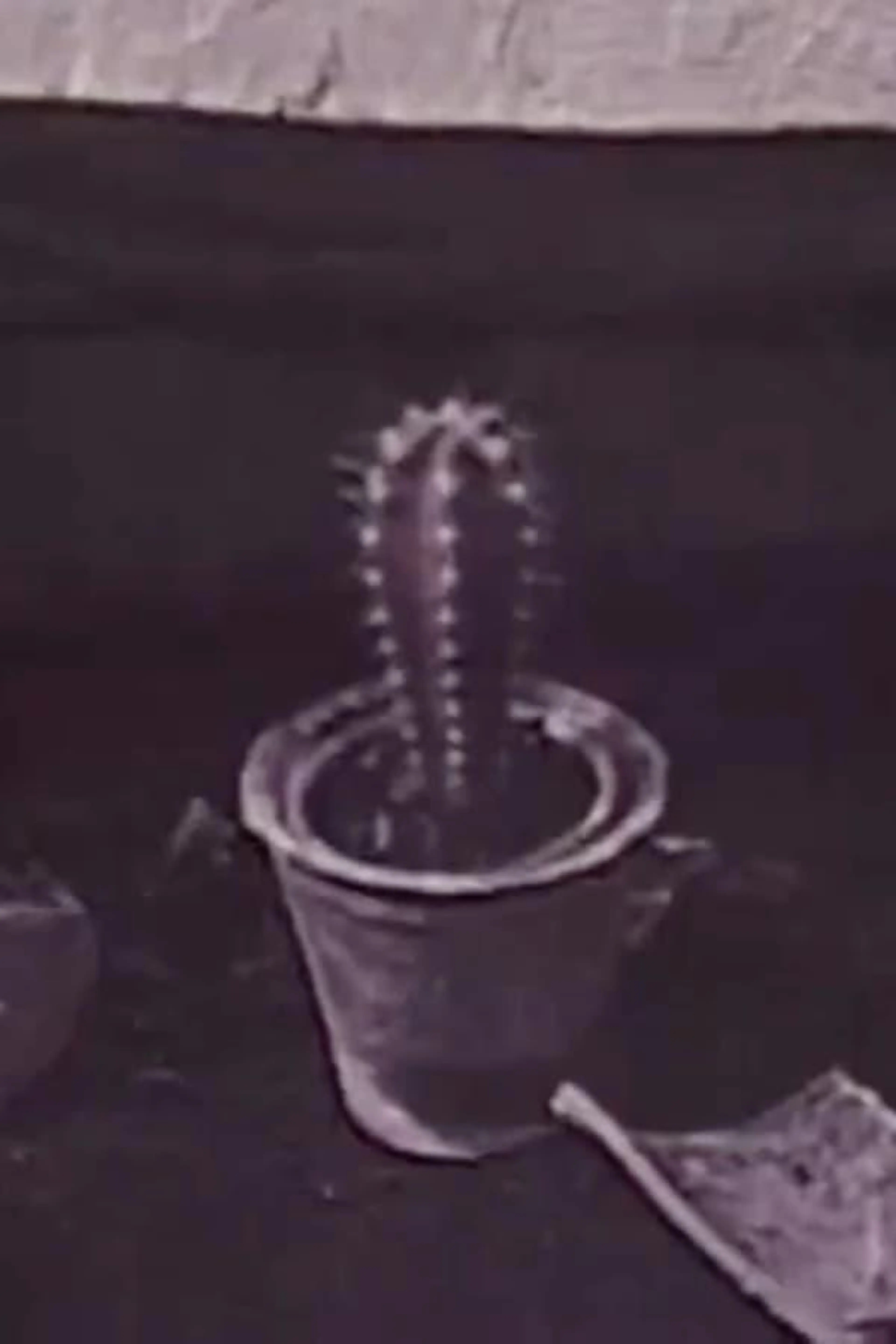 Cactus
