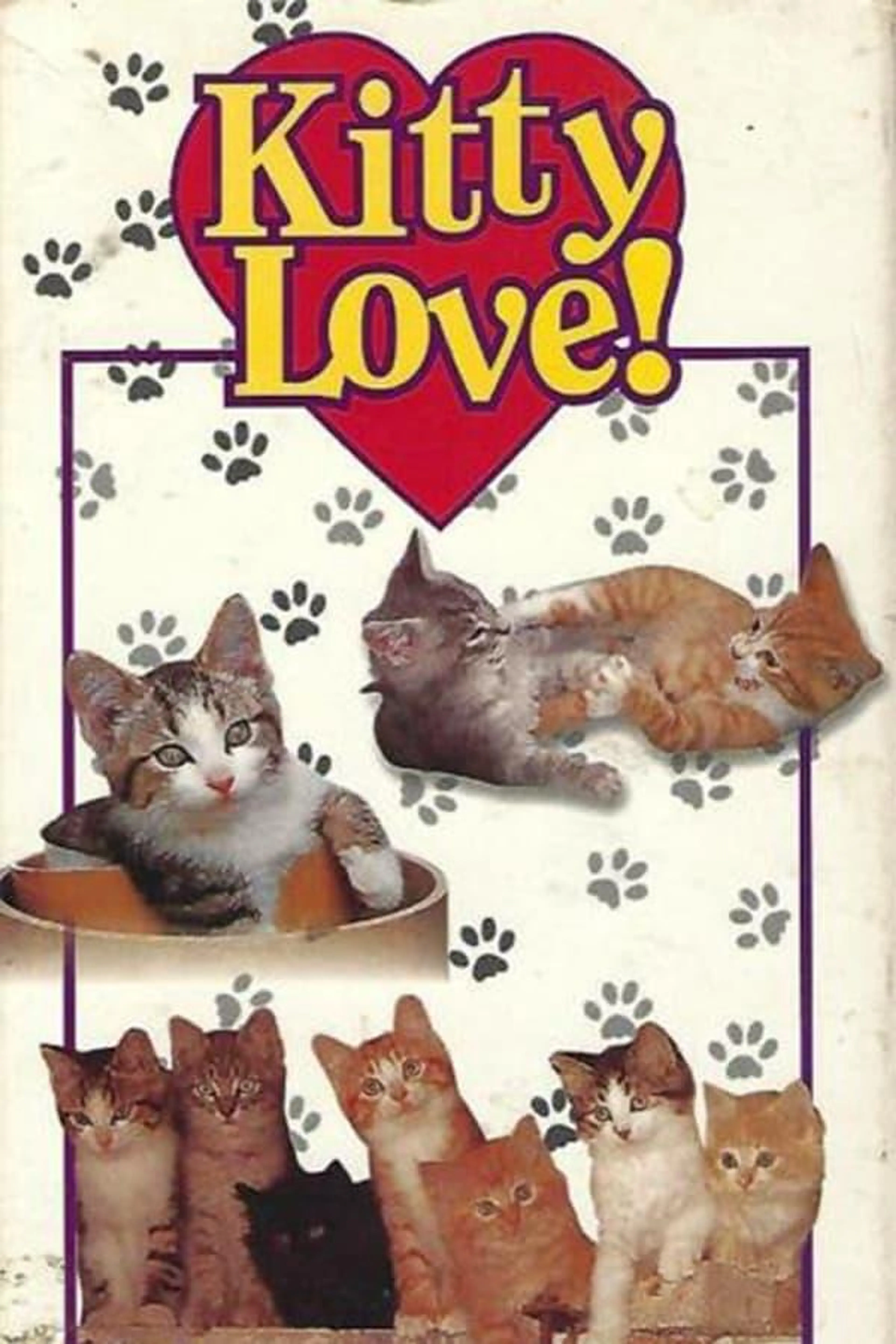 Non-Stop Kittens