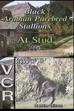 Black Arabian Purebred Stallions At Stud