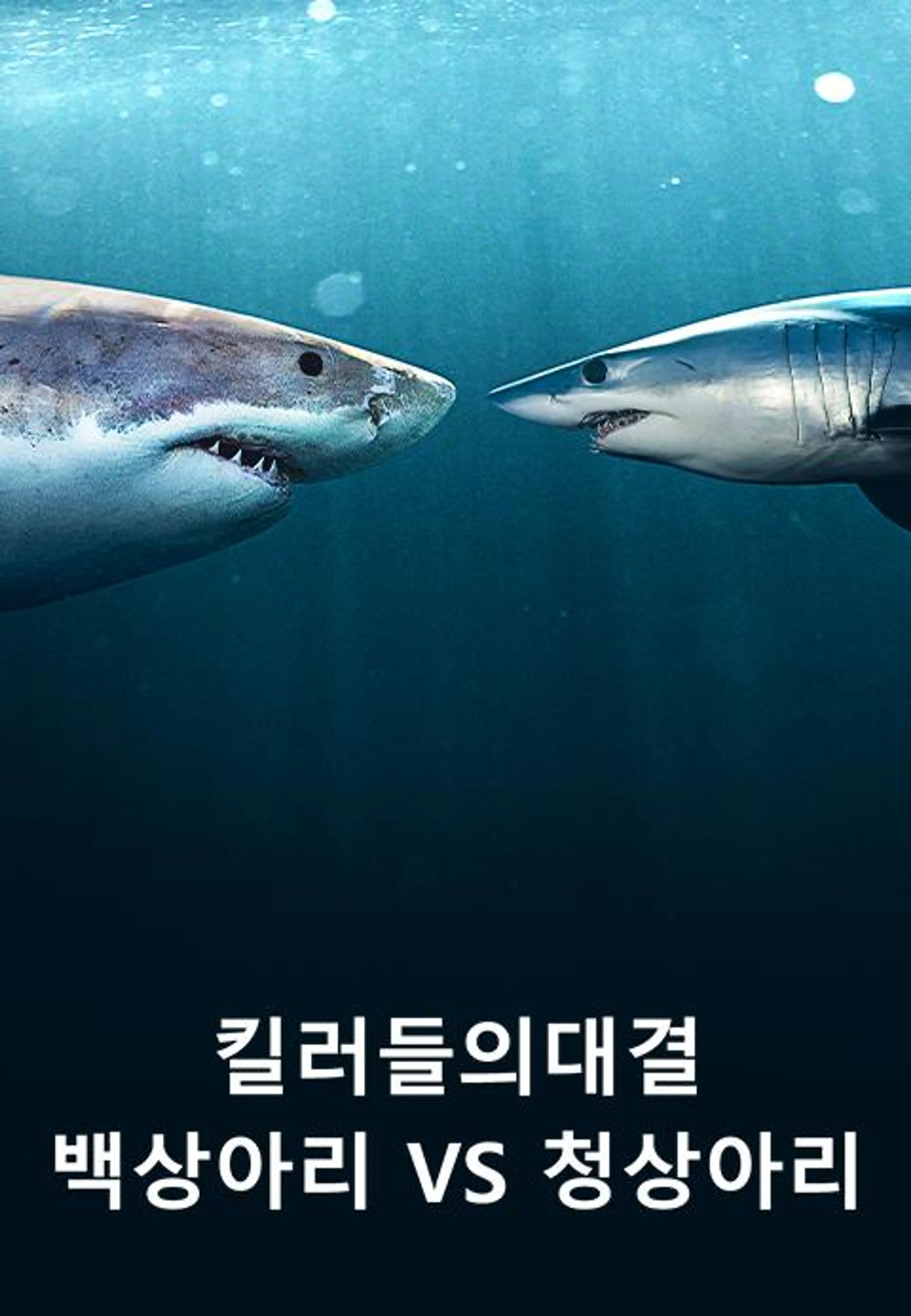 킬러들의 대결: 백상아리 vs 청상아리
