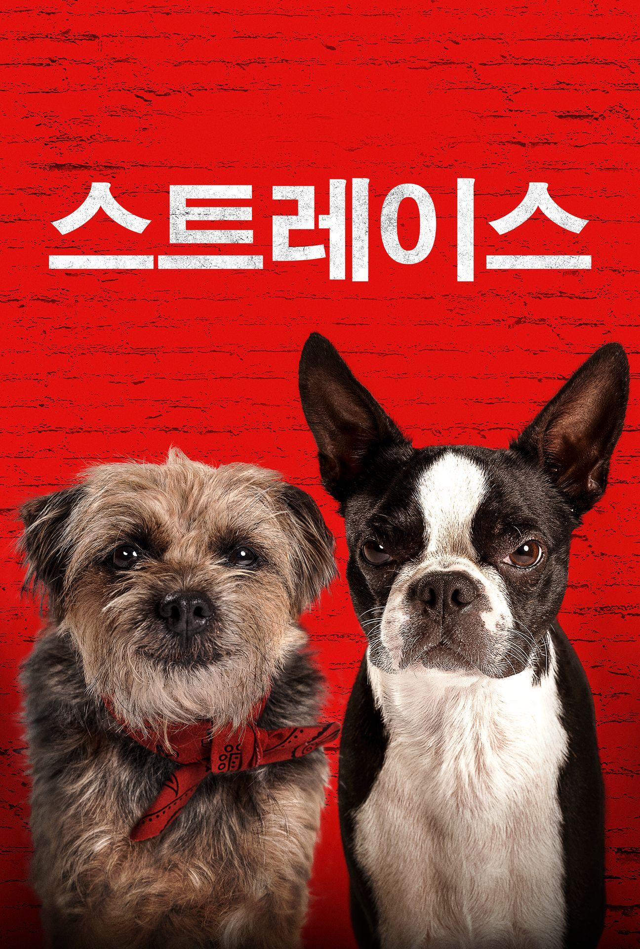 스트레이스