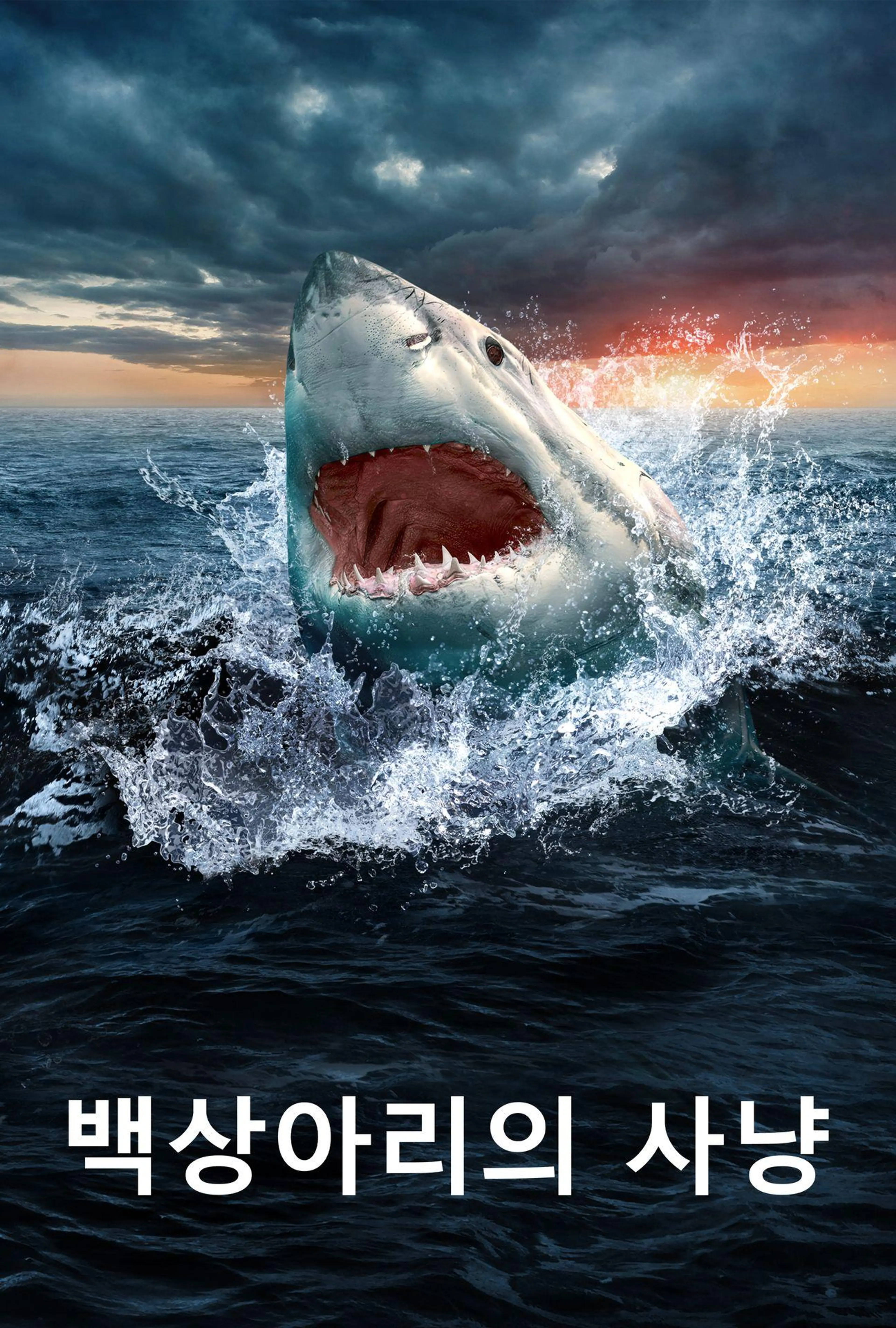 백상아리의 사냥