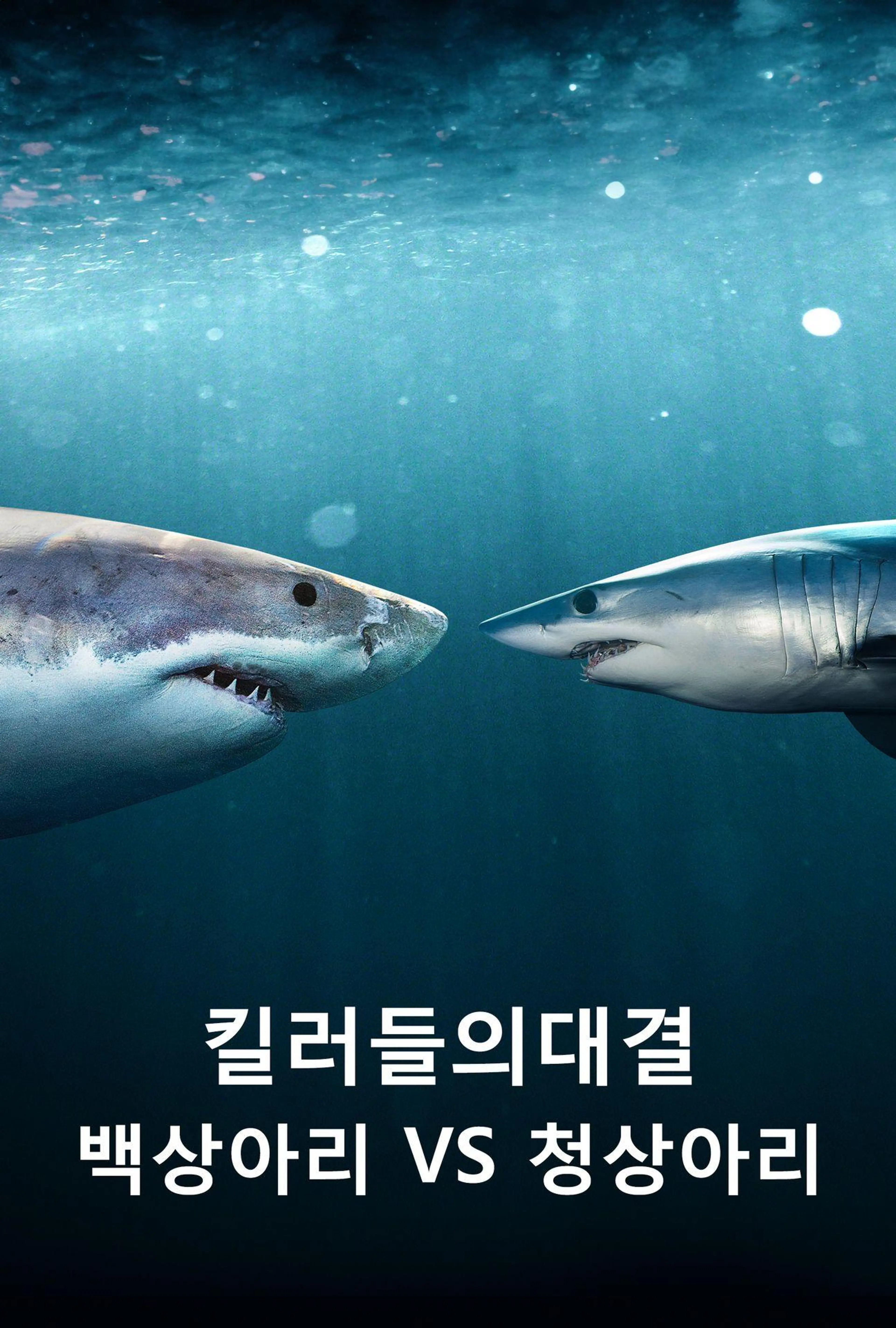 킬러들의 대결: 백상아리 vs 청상아리