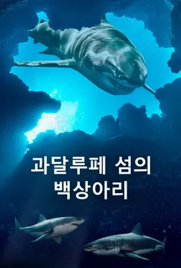 과달루페 섬의 백상아리