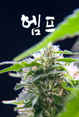 헴프